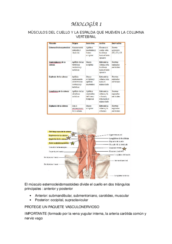 Miniatura del documento MIOLOGIA-1.docx