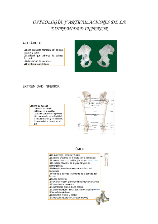 Miniatura del documento OSTEOLOGIA-Y-ARTICULACIONES-DE-LA-EXTREMIDAD-INFERIOR.docx