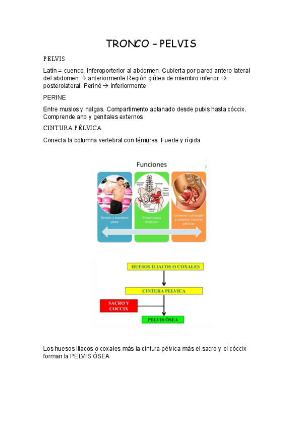 Miniatura del documento TRONCO-PELVIS.pdf