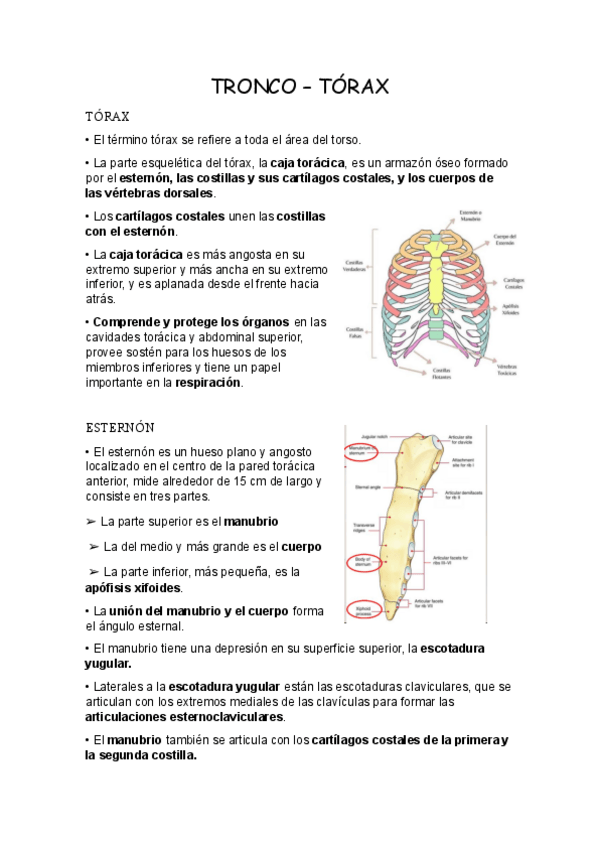 Miniatura del documento TRONCO-TORAX.pdf