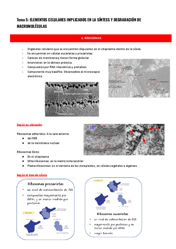 Miniatura del documento Tema-5-ELEMENTOS-CELULARES-IMPLICADOS-EN-LA-SINTESS-Y-DEGRADACION-DE-MACROMOLECULAS.pdf