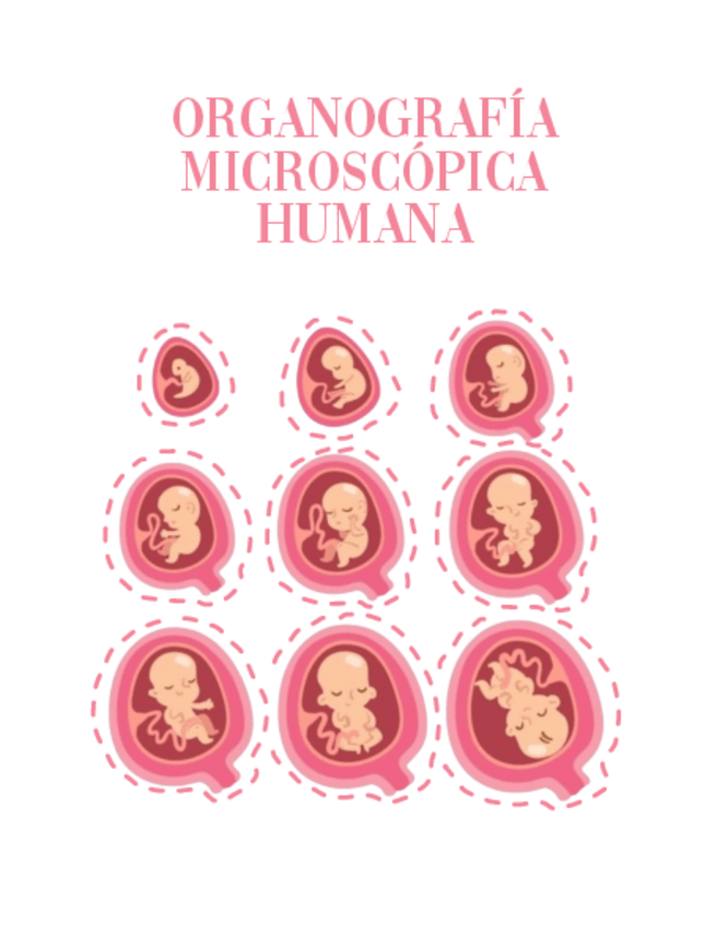 Miniatura del documento TEMARIO COMPLETO ORGANOGRAFÍA 2024/25.pdf