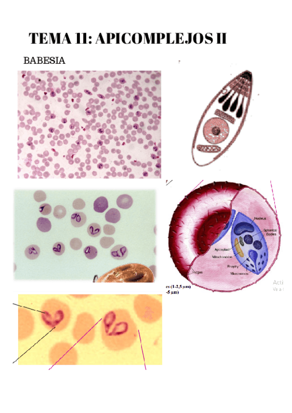 Miniatura del documento Solucion-REPASO-T11-Apicomplejos-II.pdf