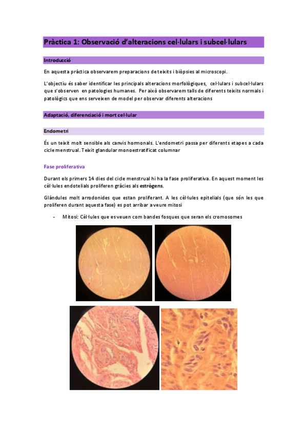 Miniatura del documento Practica-1.pdf