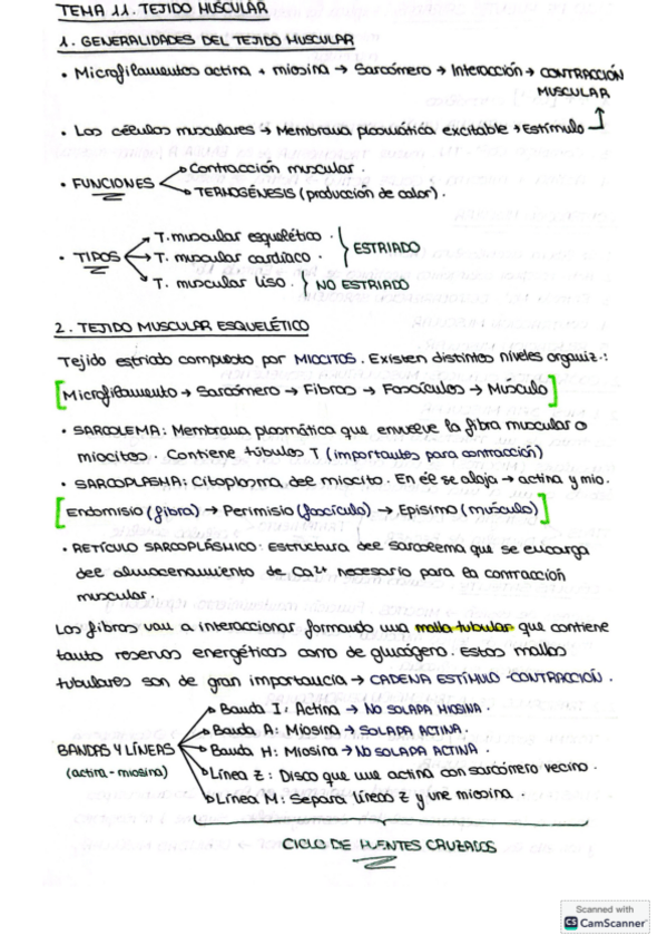 Miniatura del documento Tema-11.-Tejido-muscular.pdf