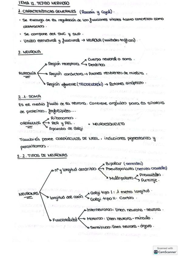 Miniatura del documento Tema-12.-Tejido-nervioso.pdf