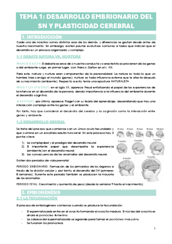 Miniatura del documento TEMA-1.-DESARROLLO-EMBRIONARIO-DEL-SN-Y-PLASTICIDAD-CEREBRAL.pdf