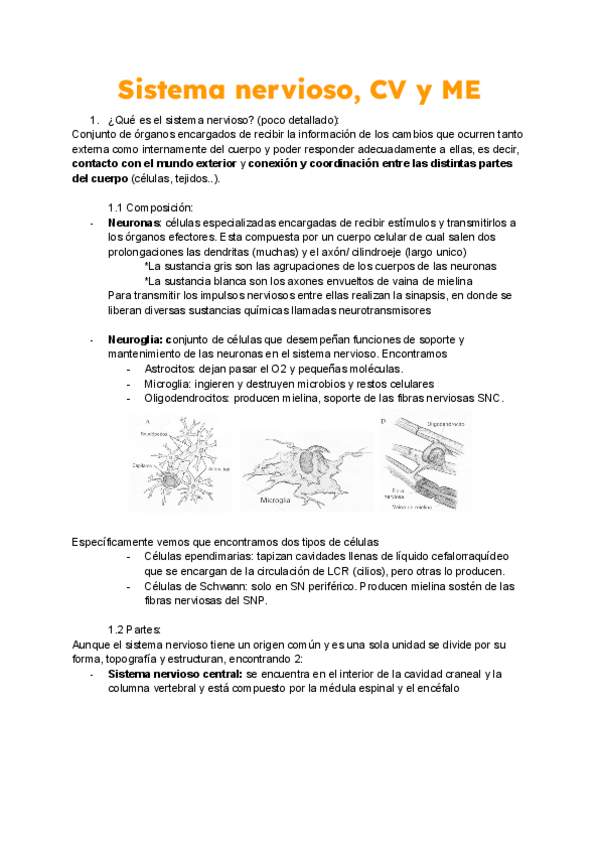 Miniatura del documento Anatomia-T2.pdf