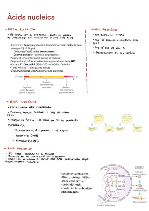 Miniatura del documento Resum-àcids-nucleics.pdf