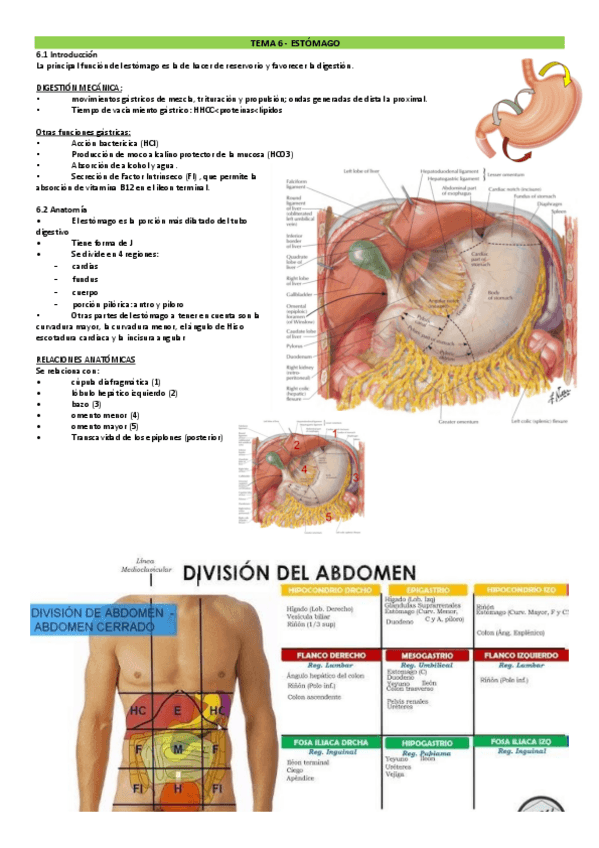 Miniatura del documento TEMAS-6-10-DIGESTIVO-DRURE.pdf
