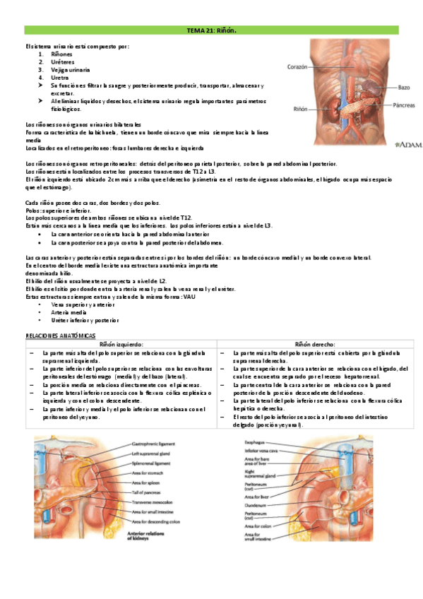 Miniatura del documento TEMAS-21-25-REPRODUCTOR-DRURE.pdf
