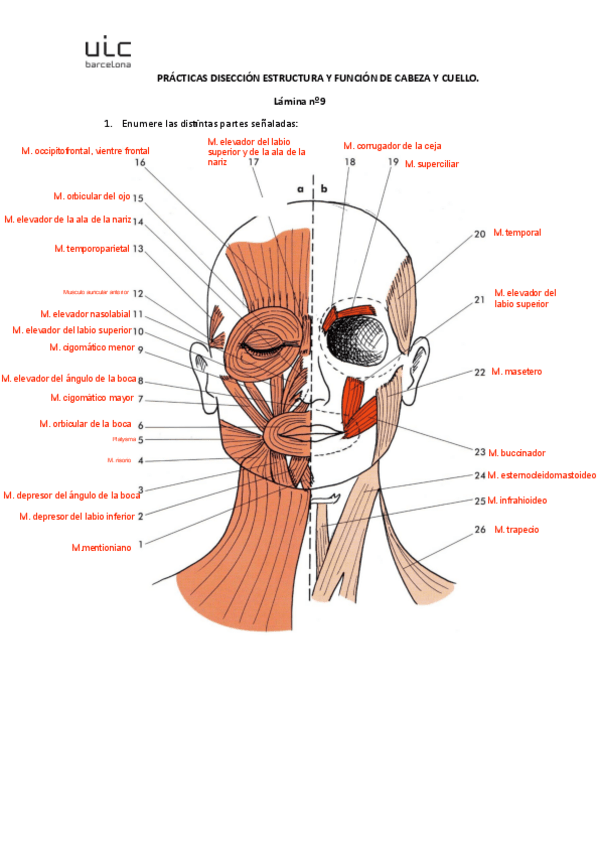 Miniatura del documento lamina-9.pdf