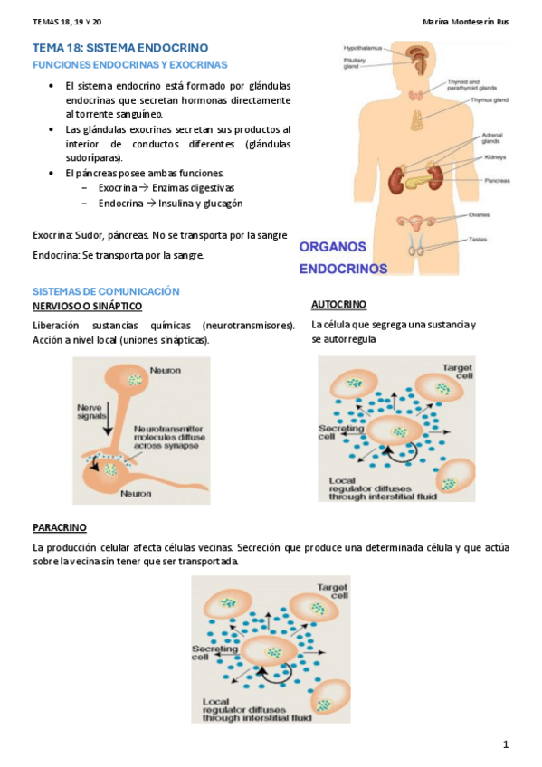 Miniatura del documento APUNTES-FISIO-TEMAS-18-19-Y-20-Marina-Monteserin-Rus.pdf