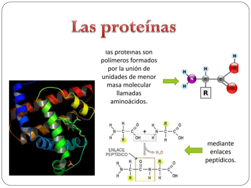 Miniatura del documento Tema-5-aminoacidos-proteinas.pdf