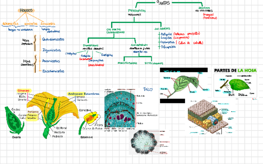 Miniatura del documento MAPA-VISUAL-BIOLOGIA-VEGETAL.pdf