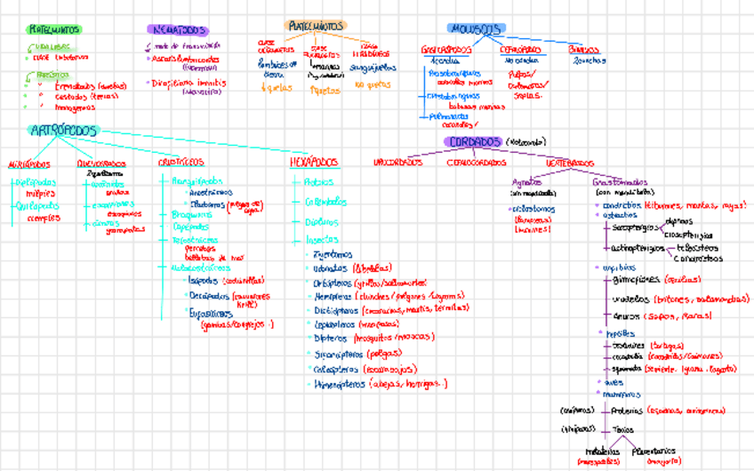Miniatura del documento MAPA-VISUAL-BIOLOGIA-ANIMAL.pdf