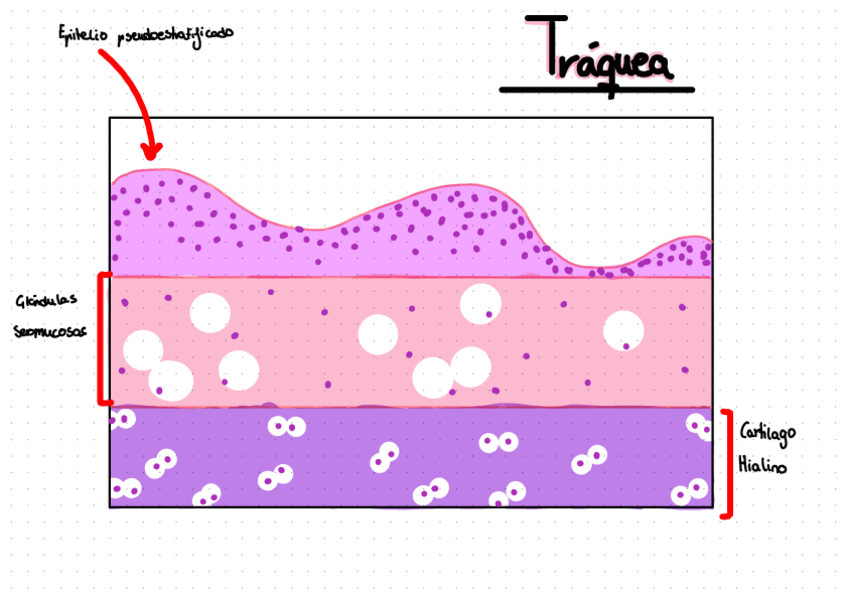 Miniatura del documento Apuntes-Practices.pdf