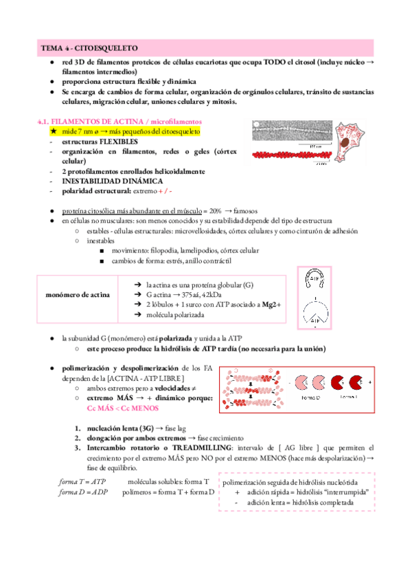 Miniatura del documento biocel-2p-1.pdf