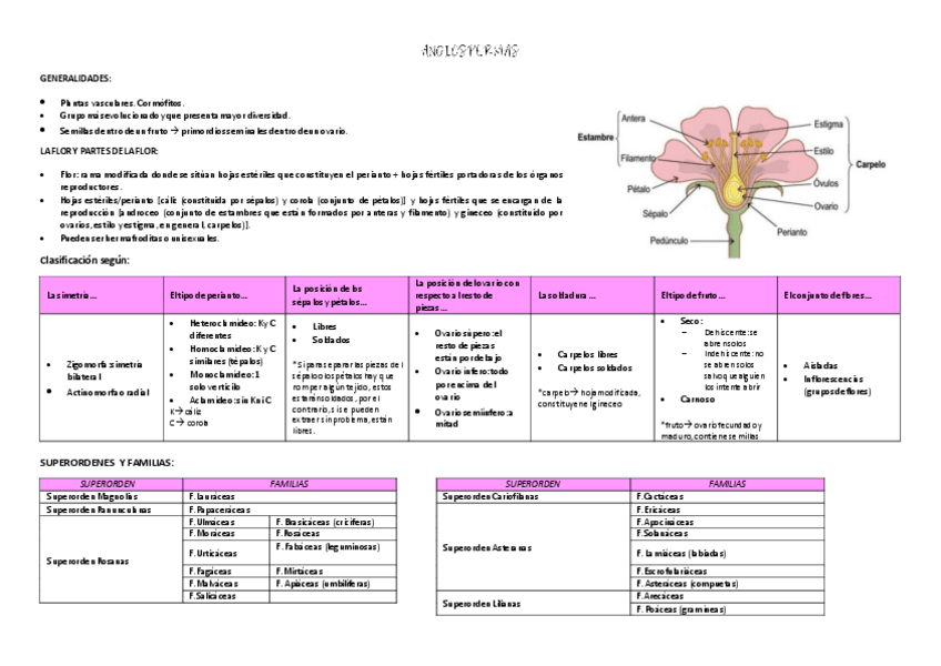 Miniatura del documento esquema-angiospermas.pdf