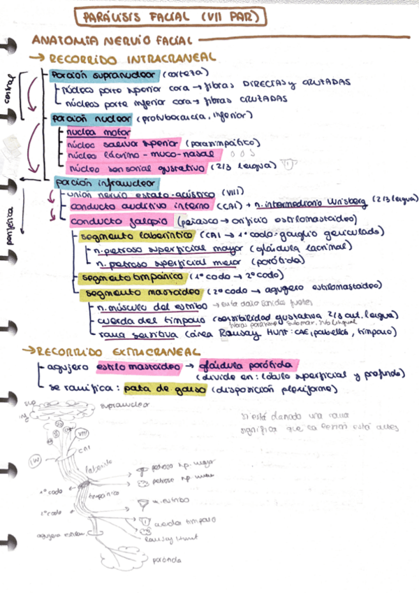 Miniatura del documento Paralisis-facial.pdf