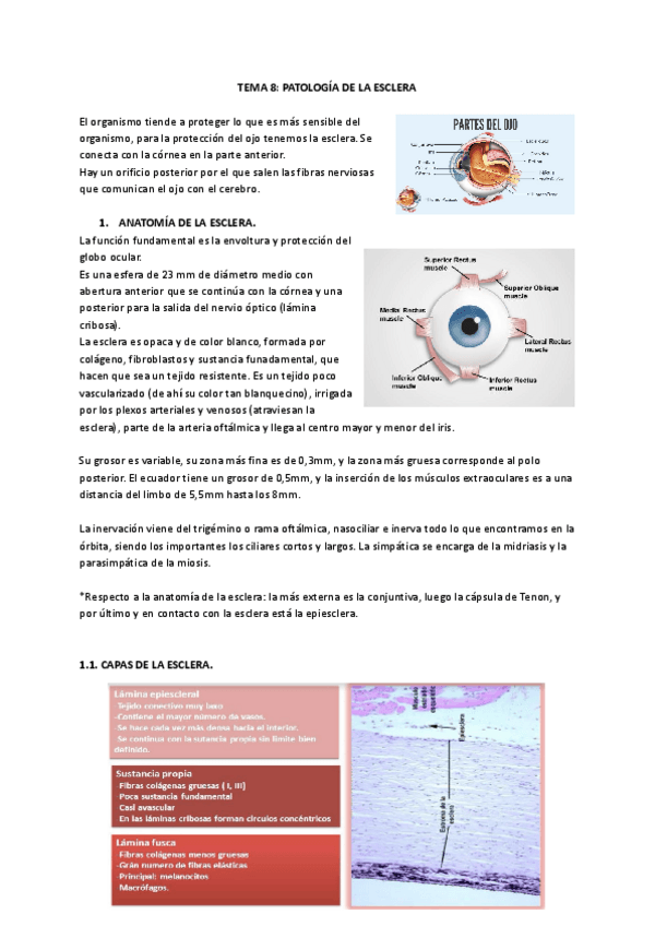 Miniatura del documento TEMA 8: PATOLOGIA-DE-LA-ESCLERA.pdf