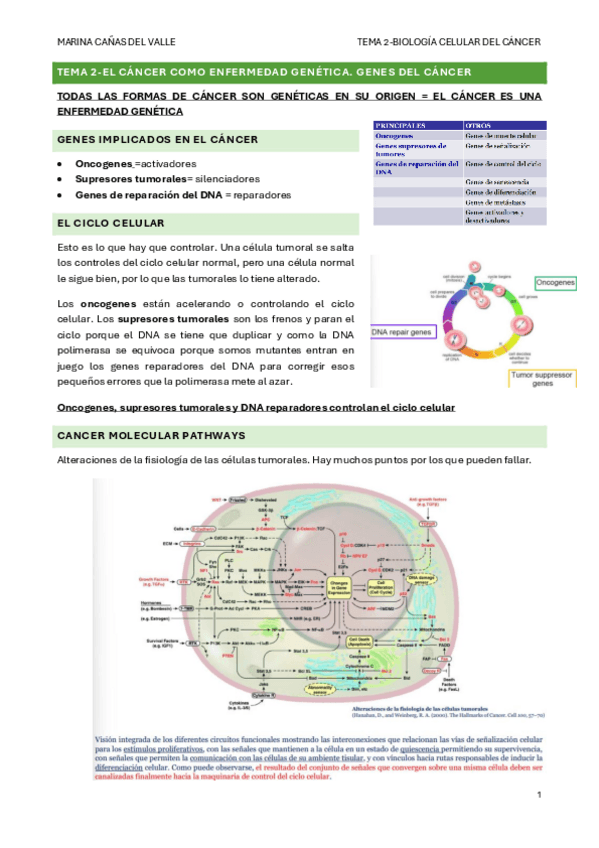 Miniatura del documento TEMA-2-El-cancer-como-enfermedad-genetica.-Genes-del-cancer.pdf