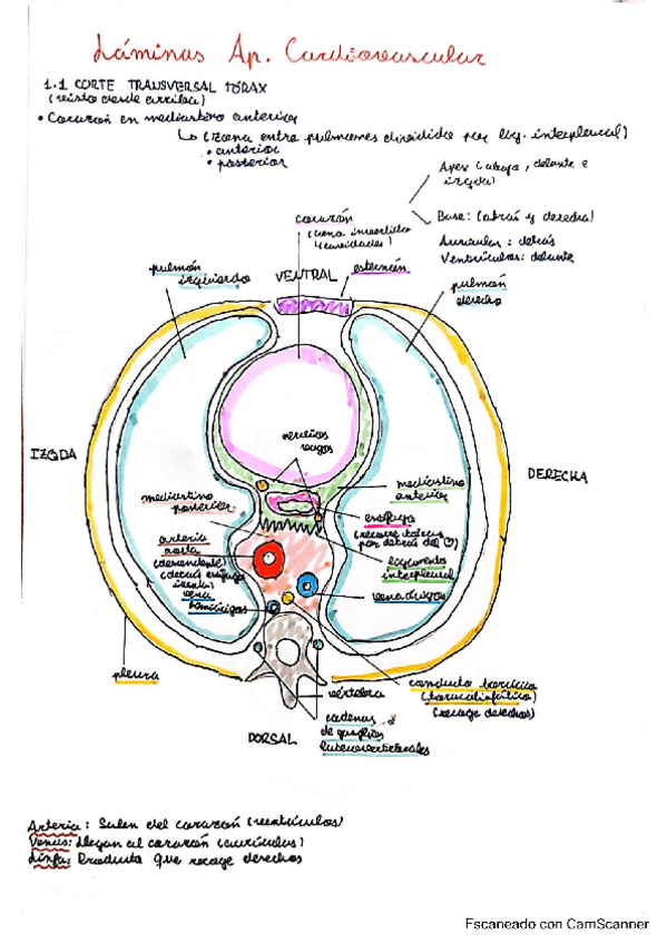 Miniatura del documento Seminario-Cardiovascular.pdf