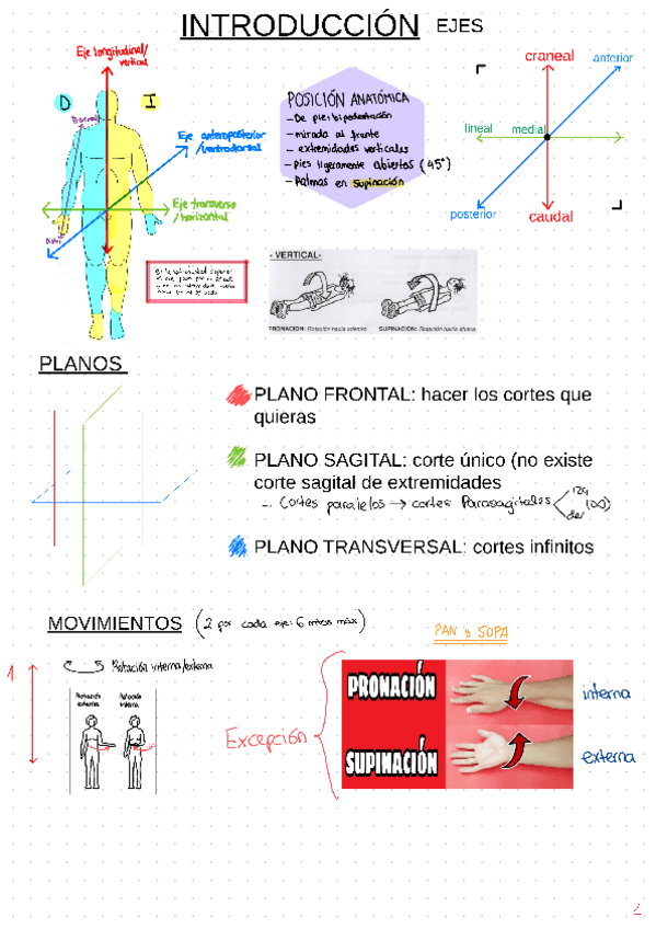 Miniatura del documento Movimientos-anatomia.pdf