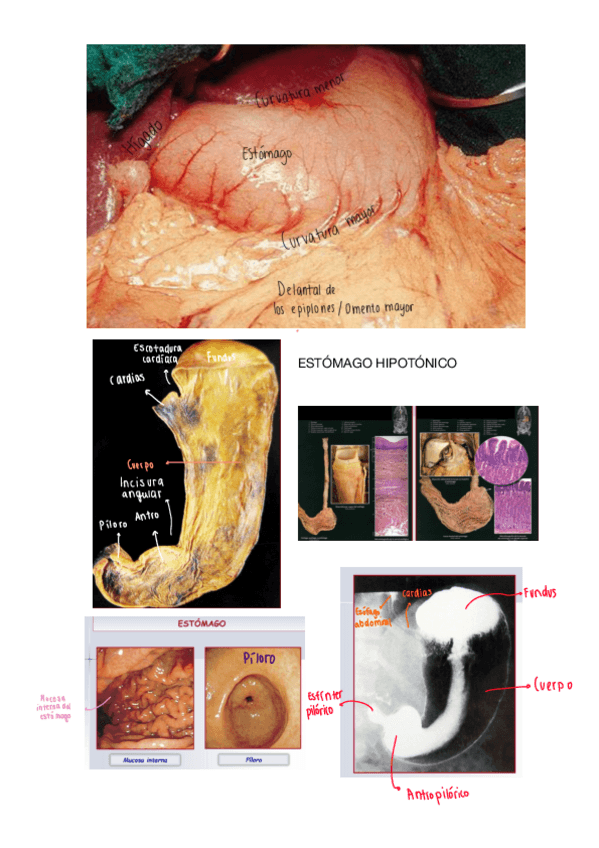 Miniatura del documento Practico-esplacnologia.pdf