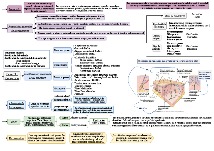 Miniatura del documento Tema-31-Esquema.pdf