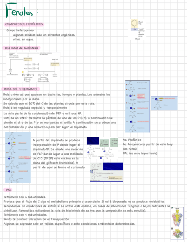 Miniatura del documento FENOLES.pdf