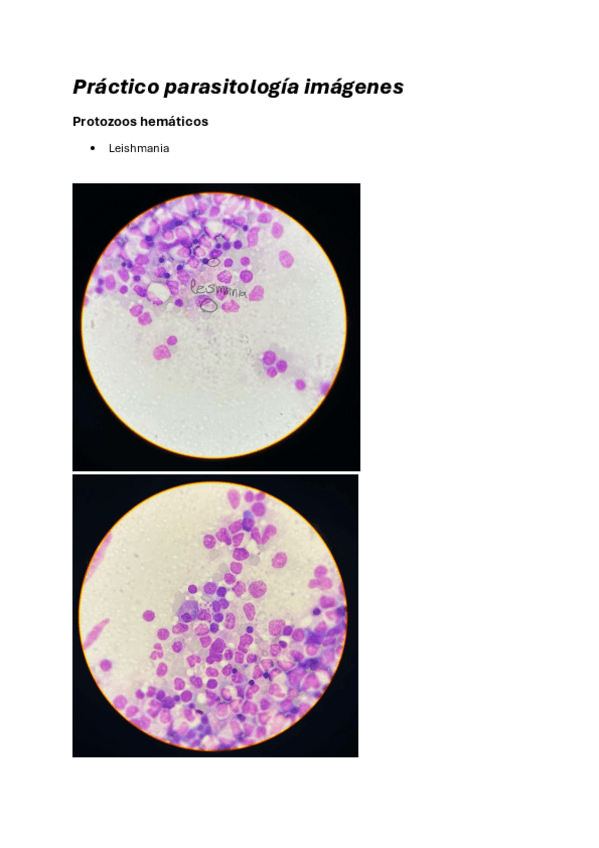 Miniatura del documento Parasitologia-practico-fotos.pdf