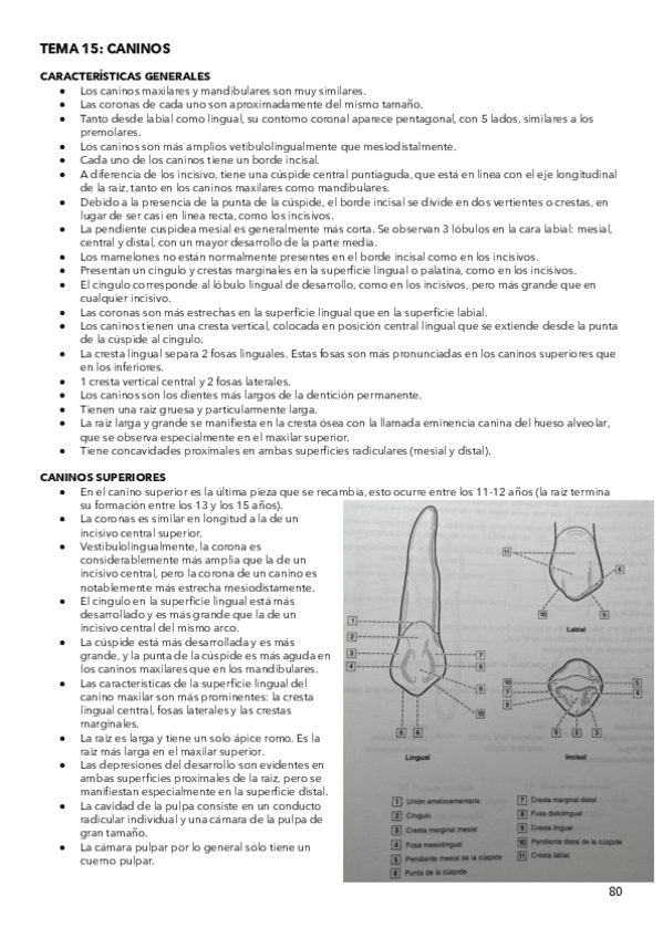 Miniatura del documento ANATOMIA-ESPECIAL-T-15.pdf