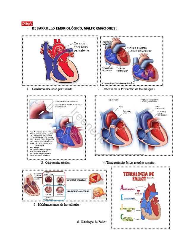 Miniatura del documento APUNTES-ESPLACNO-CARDIO.pdf