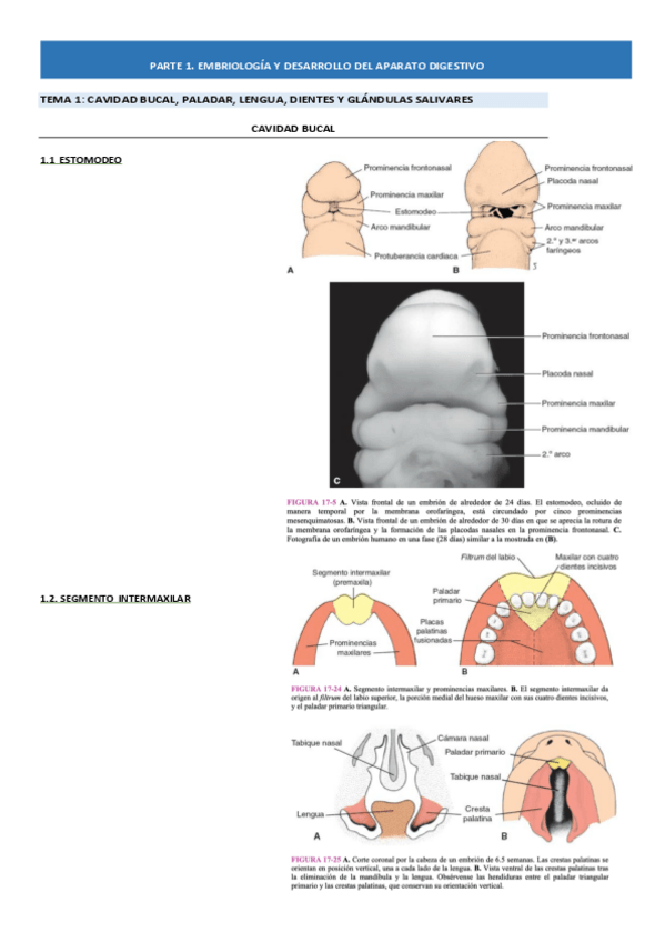 Miniatura del documento EMBRIOLOGIA-DIBUJOS-LANGMAN.pdf