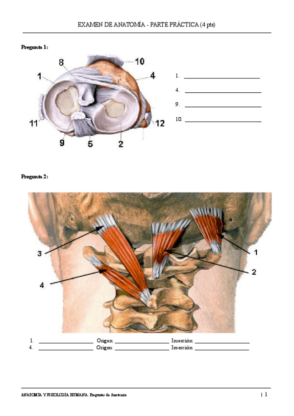 Miniatura del documento Examen de Anatomia 2024/25 · Parte práctica.pdf
