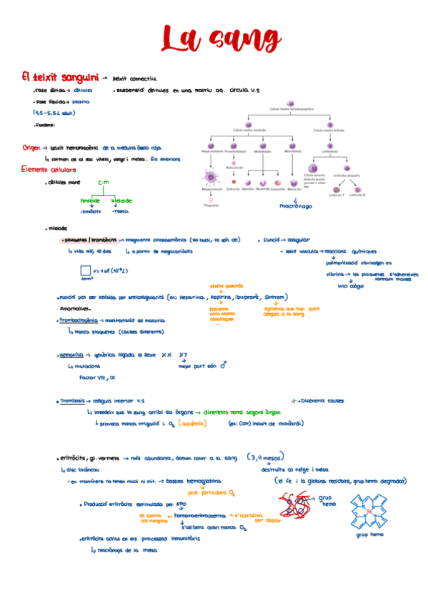 Miniatura del documento Sang-i-limfa-1-batx.pdf