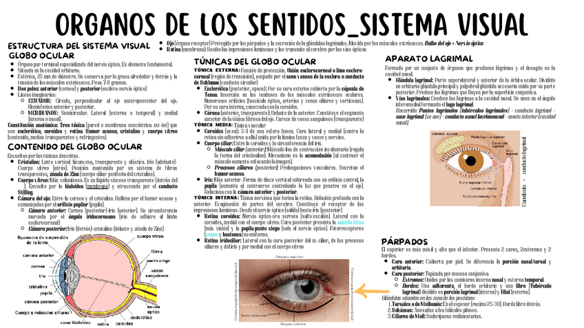 Miniatura del documento Esquema: Sistema visual Morfología y anexo del globo ocular..pdf