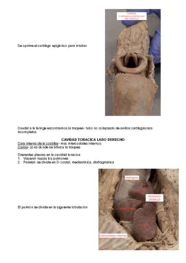 Miniatura del documento PRACTICA 1 anato.pdf
