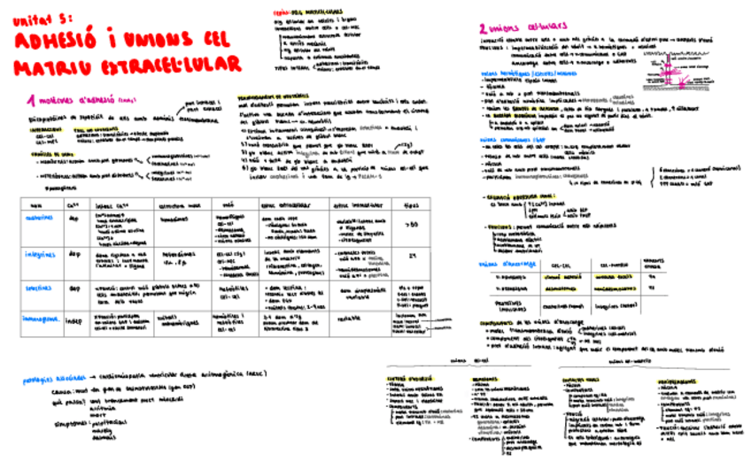 Miniatura del documento Ud5-ADH-I-UNIONS-CEL.-MATRIU-EXTRACEL.pdf