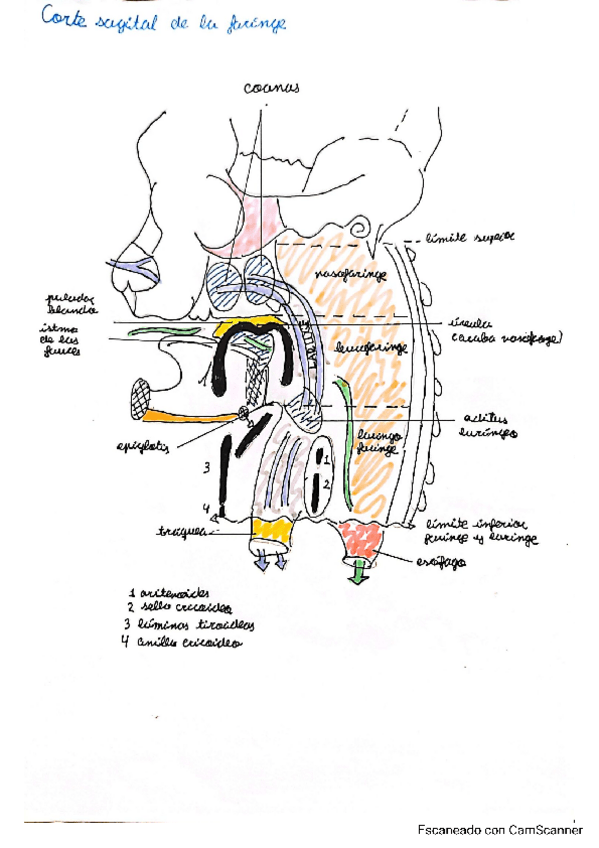 Miniatura del documento Seminario-Digestivo.pdf