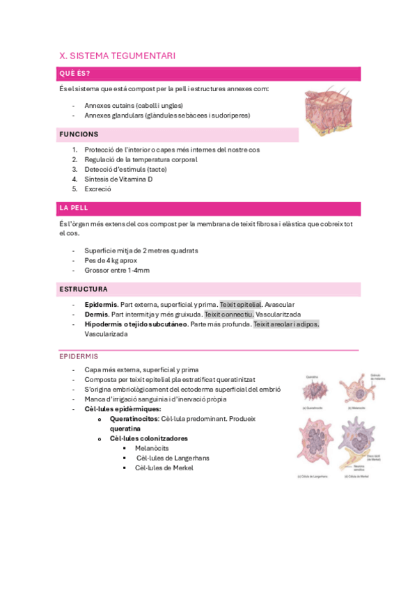 Miniatura del documento sistema-tegumentari.pdf