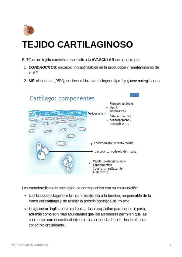 Miniatura del documento TEJIDO-CARTILAGINOSO.pdf