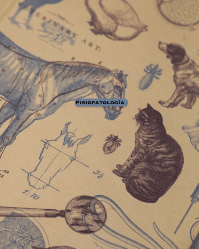 Miniatura del documento fisiopatologia-serie-roja.pdf