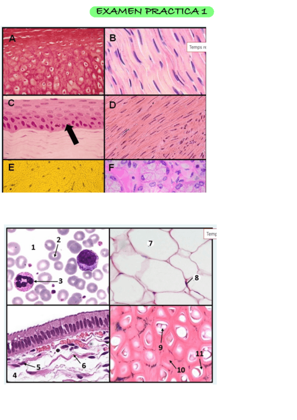 Miniatura del documento 3.Examen-Practica-1-Y-2.pdf