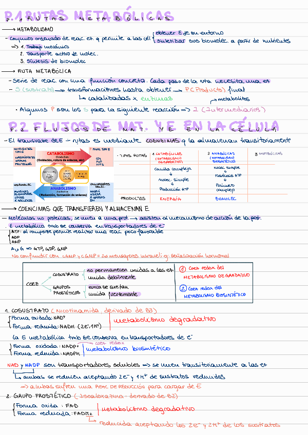Miniatura del documento T1-INTRODUCCION-AL-METABOLISMO.pdf