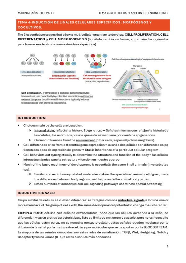 Miniatura del documento TEMA-4-Induccion-de-linajes-celulares-especificos-morfogenos-y-cocultivos..pdf