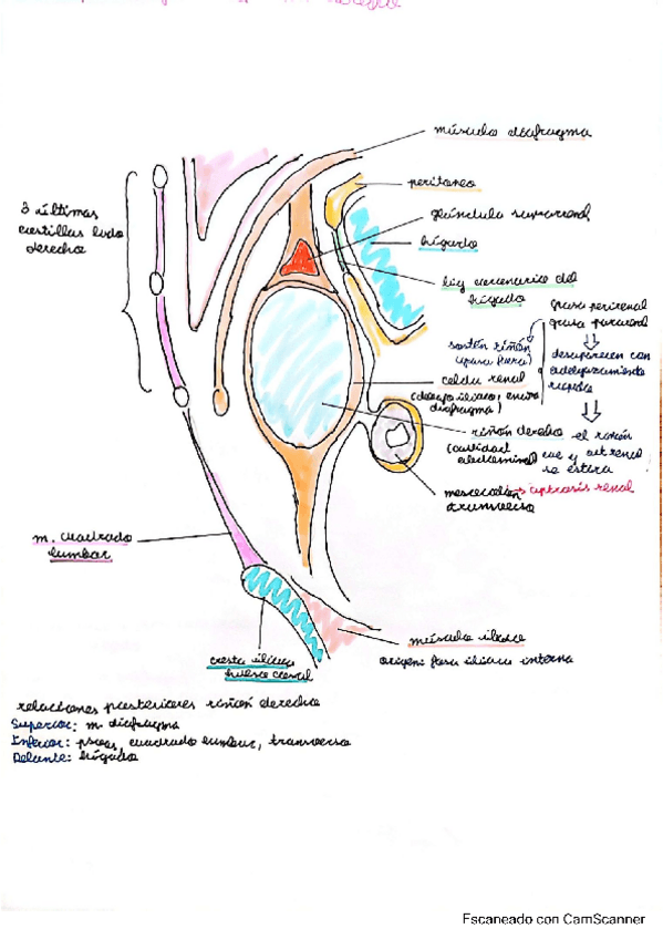 Miniatura del documento Seminario-Urogenital.pdf