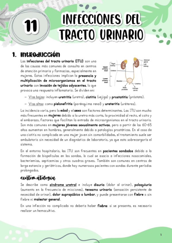 Miniatura del documento Tema-11.-Infecciones-del-tracto-urinario.pdf