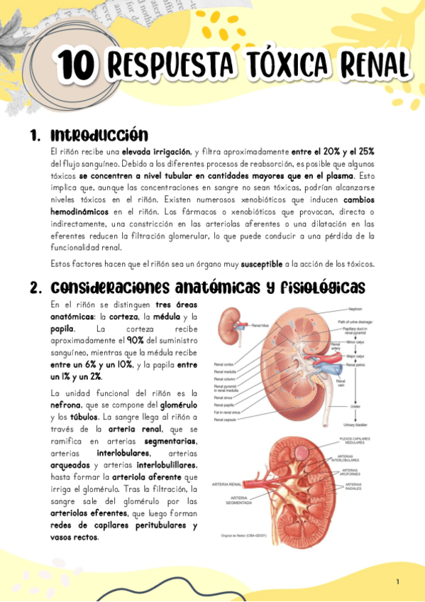Miniatura del documento Tema-10.-Respuesta-toxica-renal.pdf